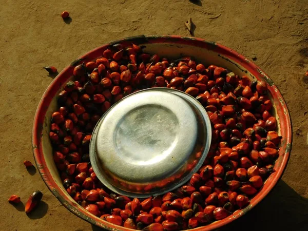 Noix de palmes écaillées