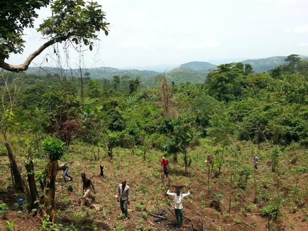 Plantation de caco en champs